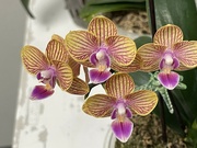 20th Jun 2024 - 6 20 Striped Orchids 