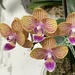 6 20 Striped Orchids  by sandlily