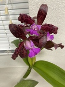 20th Jun 2024 - 6 20 Bicolor orchids