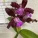 6 20 Bicolor orchids