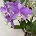 6 20 Light Purple Orchids 