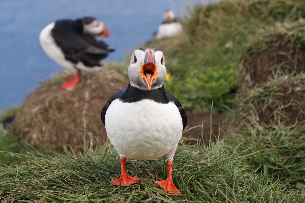 Puffin by dariawozniak