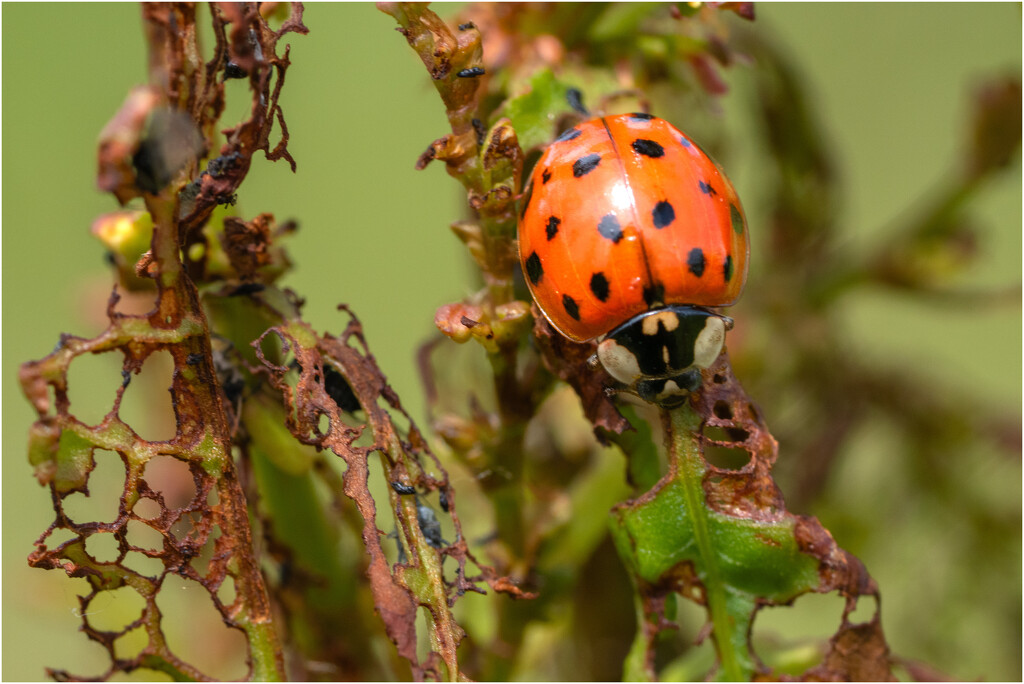 Ladybird - dining by clifford