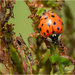 Ladybird - dining by clifford