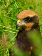 22nd Jun 2024 -  Juvenile Marsh Harrier.