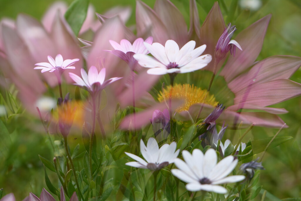 Daisies  by ziggy77