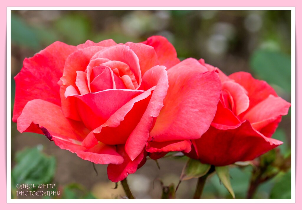 From The Rose Garden,Abington Park by carolmw