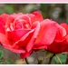 From The Rose Garden,Abington Park by carolmw