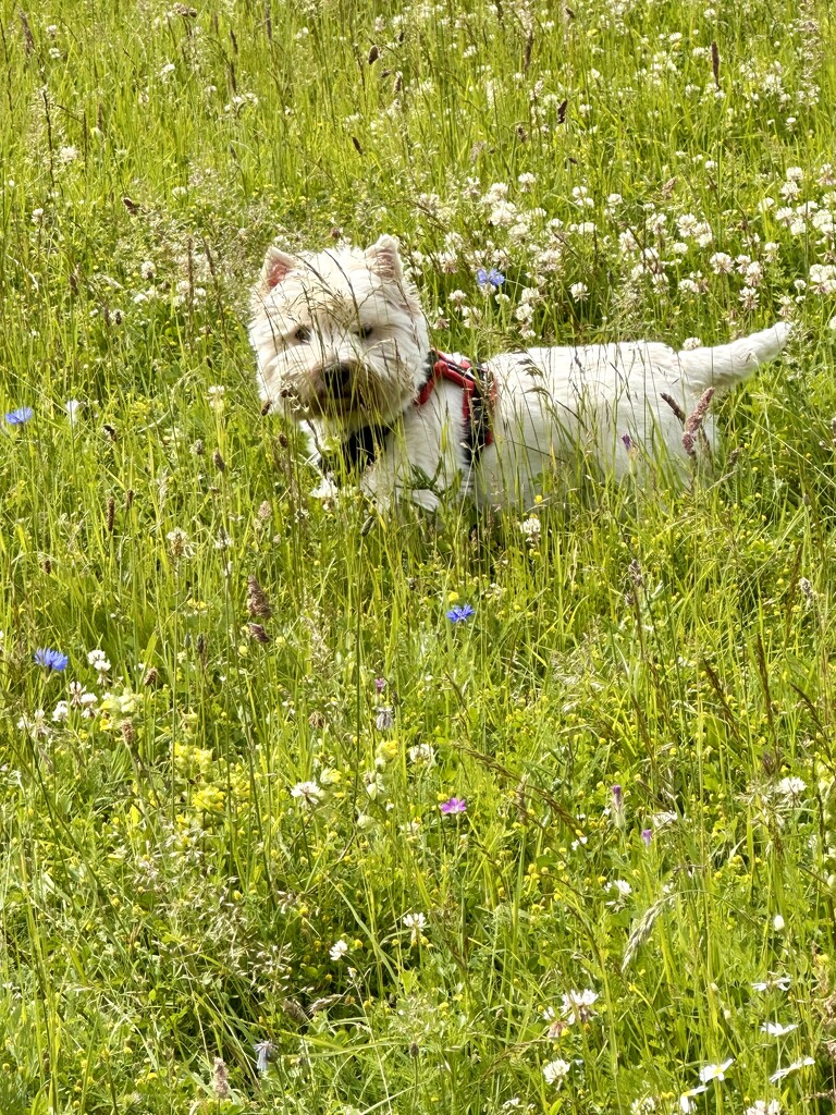 George in the wildflower meadow by pamknowler