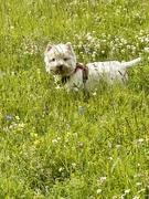 23rd Jun 2024 - George in the wildflower meadow