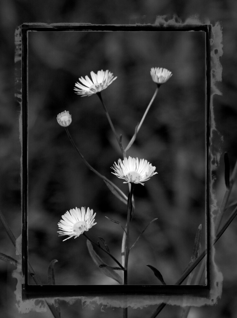 Daisy fleabane... by marlboromaam