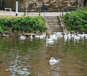 14th Jun 2024 - SWANS AT THE FERRY CROSSING.