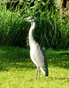 23rd Jun 2024 - Heron