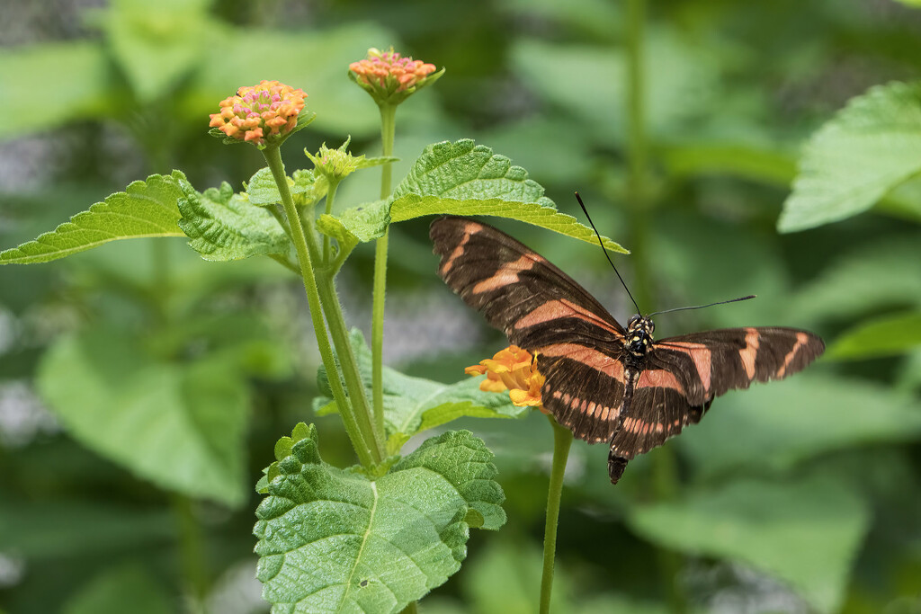 Zebra Longwing Butterfly by k9photo