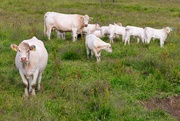 23rd Jun 2024 - Cows