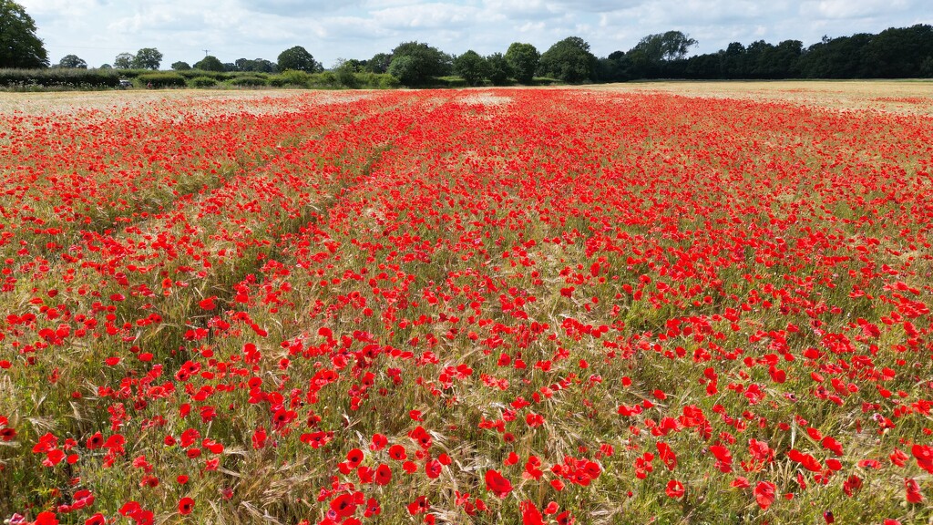 Poppy Field  by phil_sandford