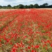 Poppy Field  by phil_sandford