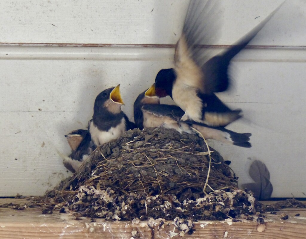 Baby Swallows by susiemc