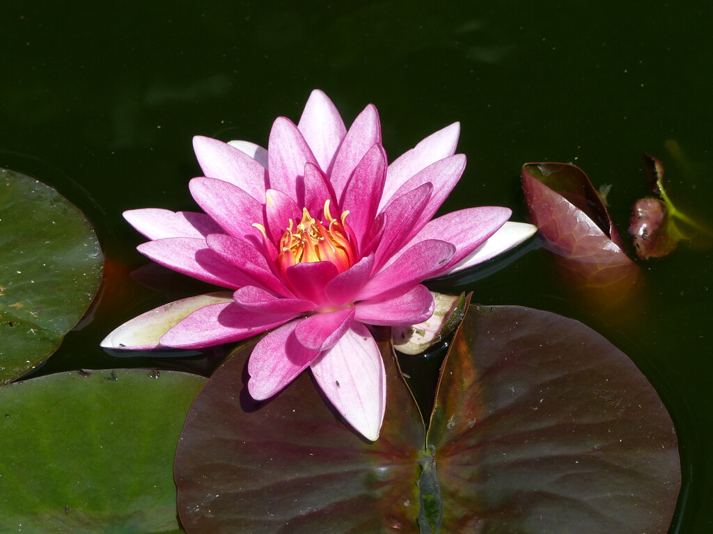 The First Pink Pond Lily by Sue Cooper · 365 Project