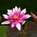 The First Pink Pond Lily