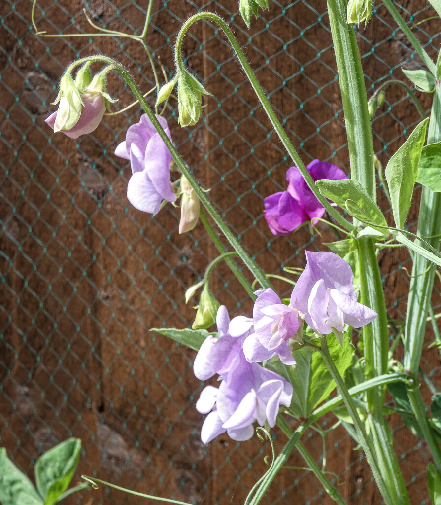 Sweet Peas by mumswaby