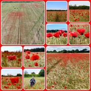 20th Jun 2024 - Poppies in Corn Field