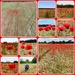 Poppies in Corn Field