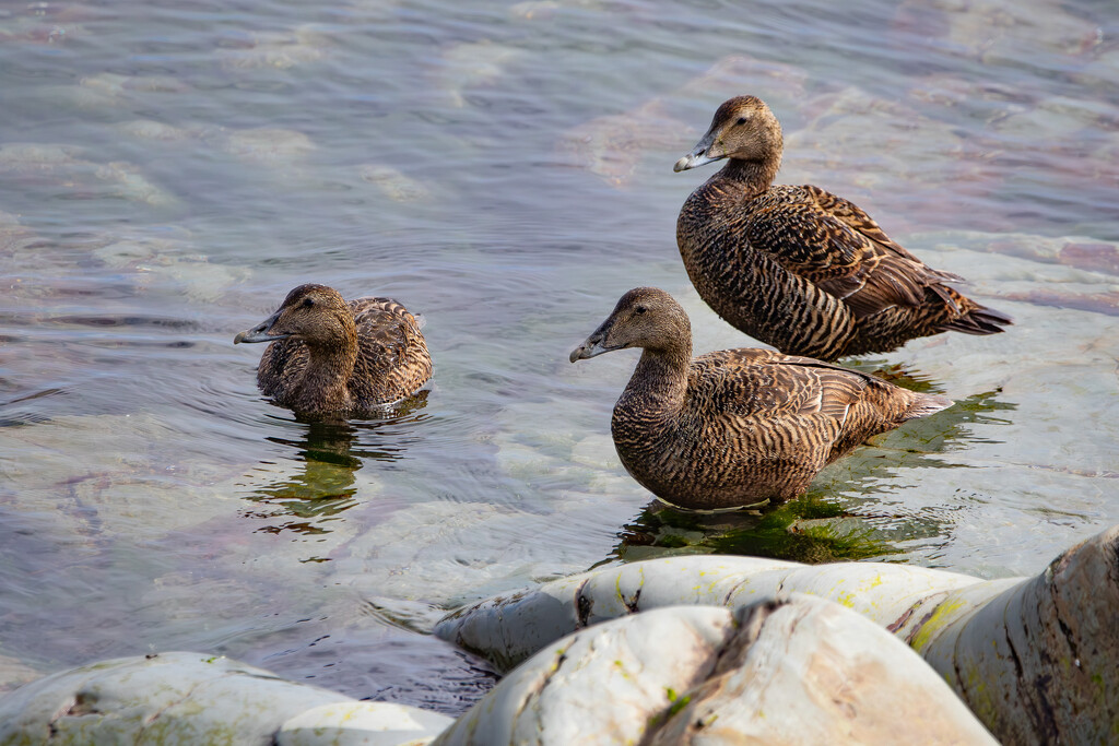 Female Eider by lifeat60degrees