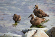 23rd Jun 2024 - Female Eider