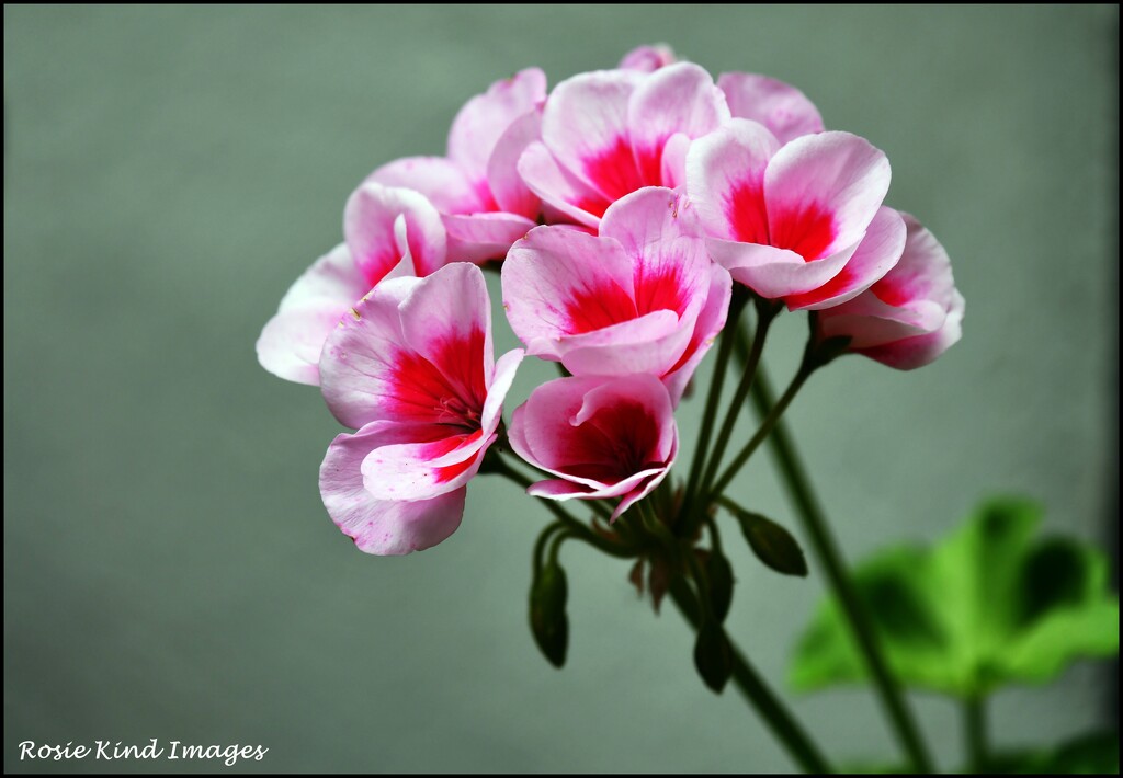 Geranium by rosiekind