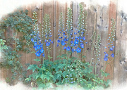 23rd Jun 2024 - A Stand of Delphinium