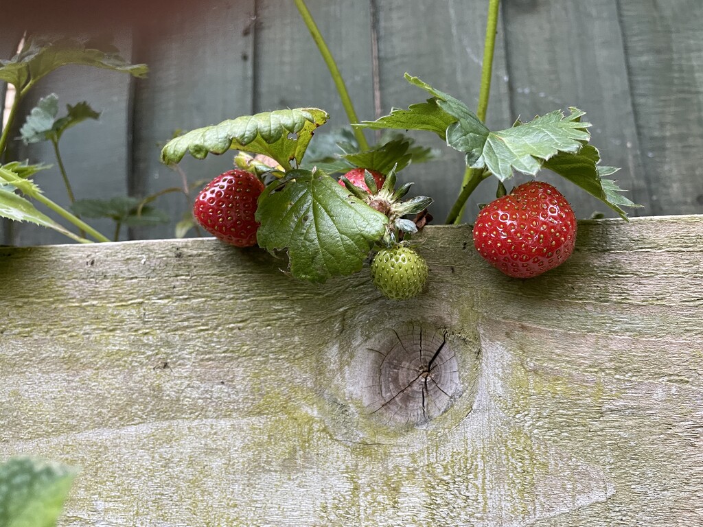 Last year’s strawberries  by sshoe