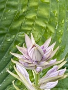 23rd Jun 2024 - Hosta Lines