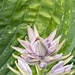 Hosta Lines by paintdipper