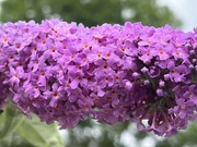 23rd Jun 2024 - Buddleja