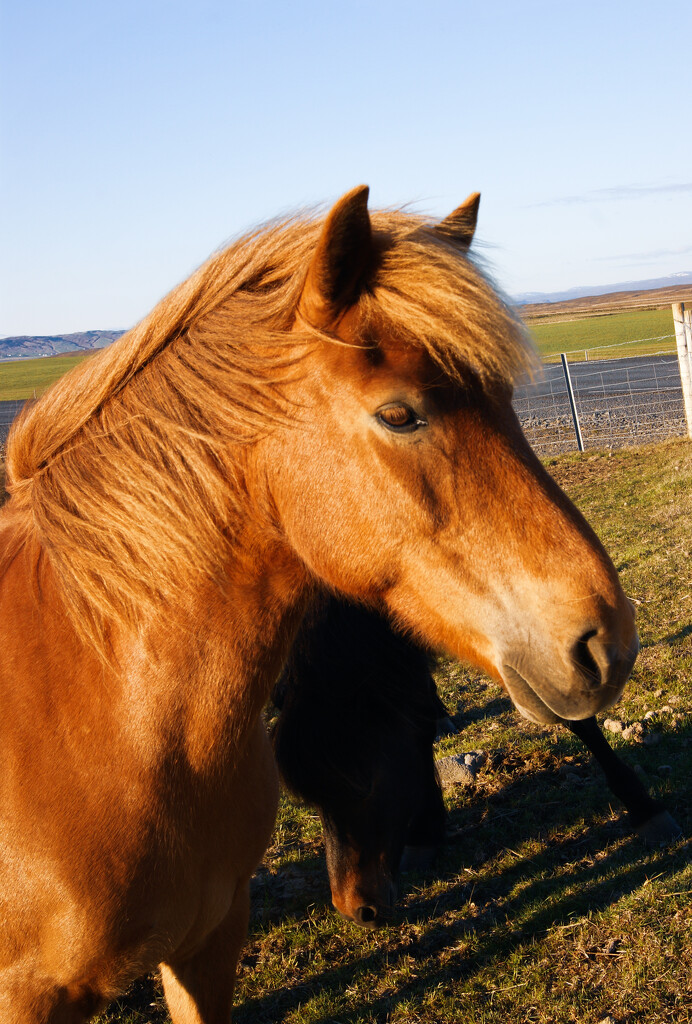 Icelandic horse by dariawozniak