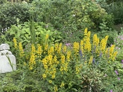 16th Jun 2024 - Blooming in our garden