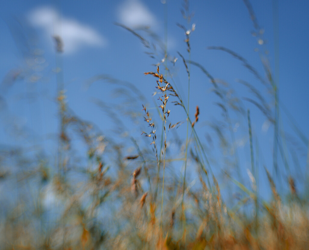 Grasses and blue sky by tiaj1402