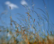 23rd Jun 2024 - Grasses and blue sky