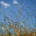 Grasses and blue sky