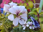 23rd Jun 2024 - Day 175/366. Trailing geranium. 