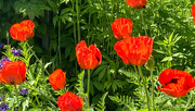 23rd Jun 2024 - Poppy