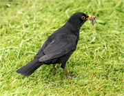 23rd Jun 2024 - Male Blackbird