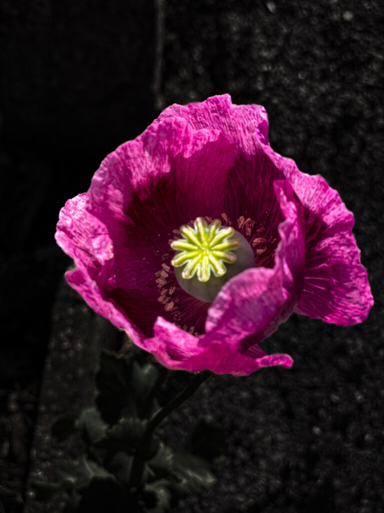 Humble Opium Poppy by tonus