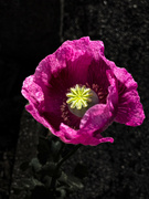 18th Jun 2024 - Humble Opium Poppy