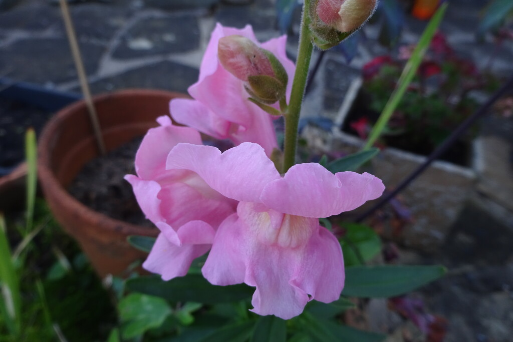 snapdragon by anniesue