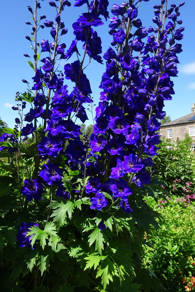 delphinium envy by anniesue