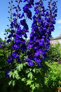 23rd Jun 2024 - delphinium envy