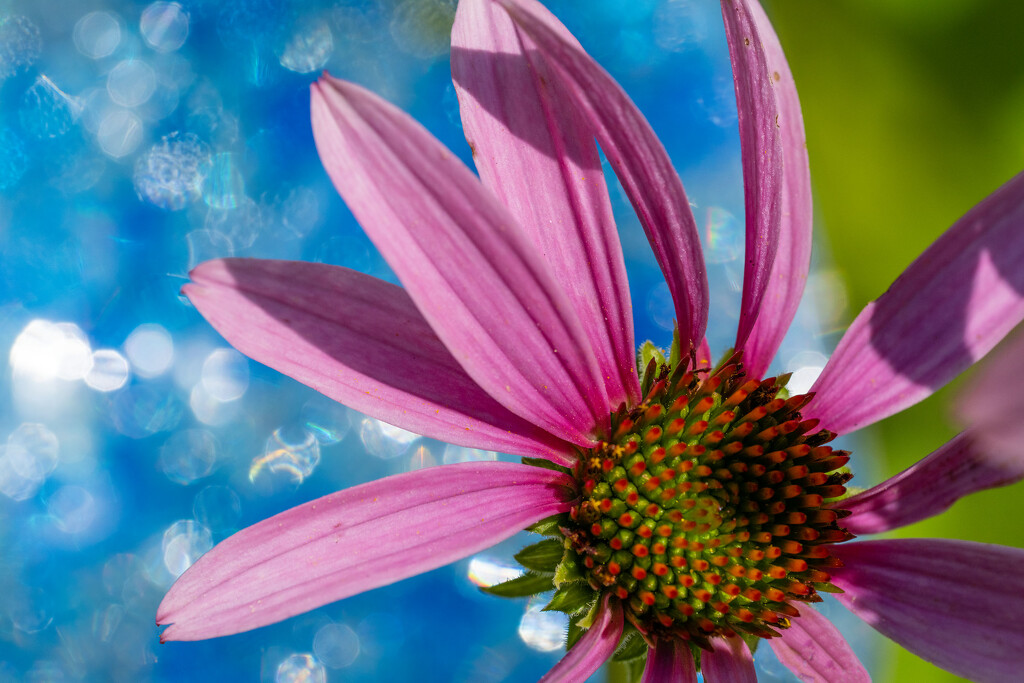 Flower Dance by kvphoto