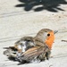 Fledgling Robin  by wendystout